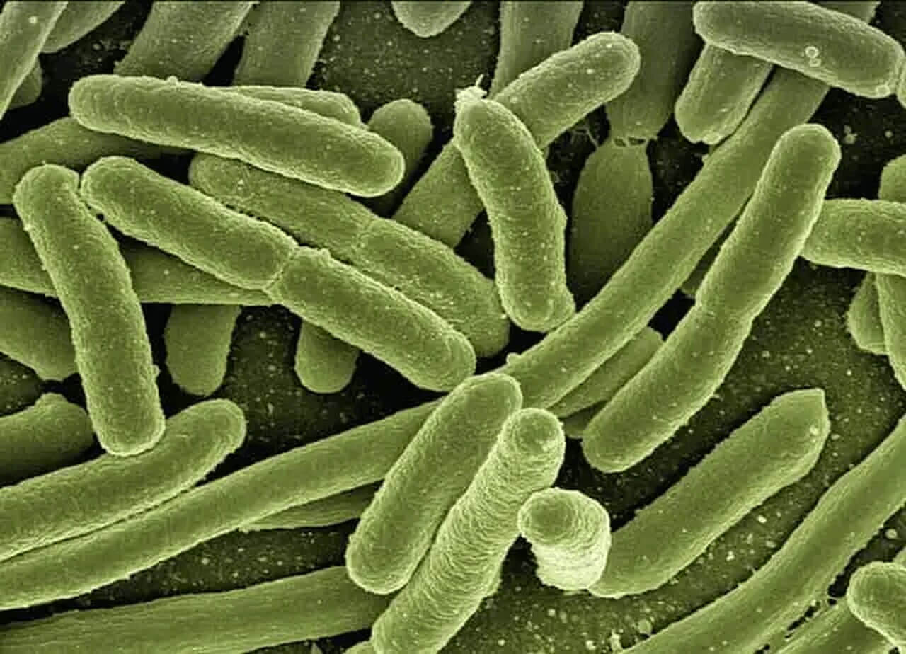Imagem de uma imagem microscópica mostrando bactérias, provavelmente uma amostra de colônias de bactérias em formato de bastonetes, com detalhes em verde. O foco é em uma visualização ampliada de células bacterianas, destacando sua estrutura e organização.