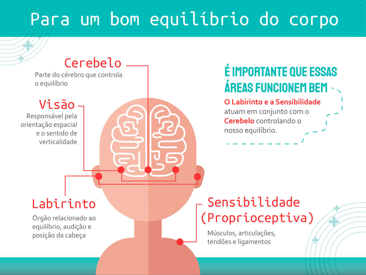 Infográfico explicativo sobre os componentes para um bom equilíbrio do corpo. As áreas destacadas são: Cerebelo: Parte do cérebro que controla o equilíbrio. Visão: Responsável pela orientação espacial e o sentido de verticalidade. Labirinto: Órgão relacionado ao equilíbrio, audição e posição da cabeça. Sensibilidade (Proprioceptiva): Envolvem músculos, articulações, tendões e ligamentos. O infográfico destaca a importância do funcionamento conjunto dessas áreas para manter o equilíbrio corporal.